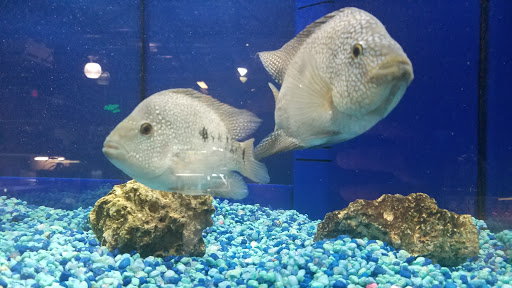 Pet Store «Incredible Pets Inc», reviews and photos, 2255 N Wickham Rd # 102, Melbourne, FL 32935, USA