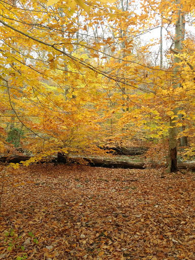 Park «Bringhurst Woods Park», reviews and photos, 5001 Washington Street Extension, Wilmington, DE 19809, USA