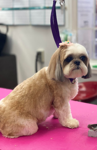 Pet Store «Canine Carousel», reviews and photos, 43135 Broadlands Center Plaza #129, Ashburn, VA 20148, USA