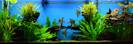 Pet Supply Store «Wet Spot Tropical Fish», reviews and photos, 4310 NE Hancock St, Portland, OR 97213, USA