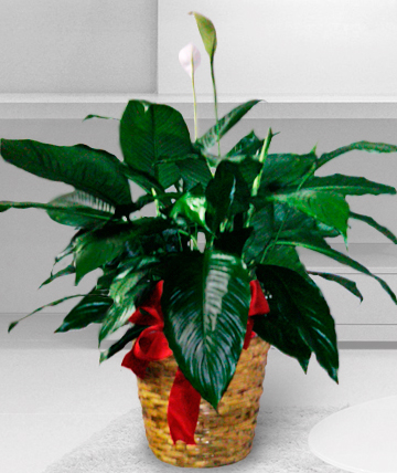 Florist «Florist York PA - Flower World», reviews and photos, 2925 E Prospect Rd, York, PA 17402, USA