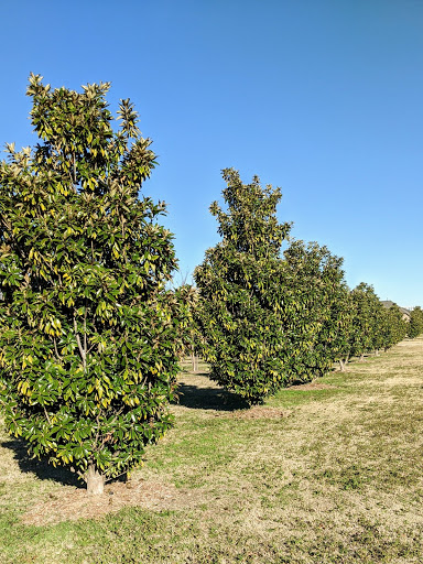 Park «The Crape Myrtle Trails of McKinney», reviews and photos, 6452 Collin McKinney Pkwy, McKinney, TX 75070, USA