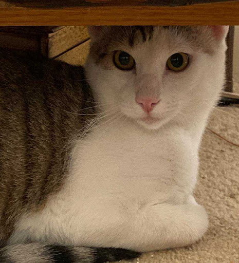 Thrift Store «Alpine Humane Society Thrift Store», reviews and photos, 706 N 5th St, Alpine, TX 79830, USA