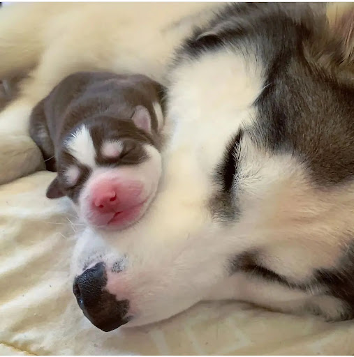 AKC Siberian Husky Puppies Available