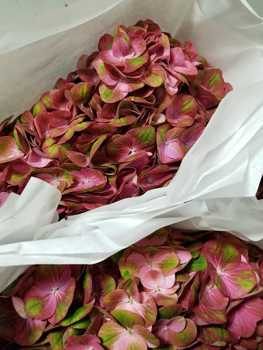 Florist «Sieck-Wright Floral Products», reviews and photos, 231 Monmouth St, Hightstown, NJ 08520, USA