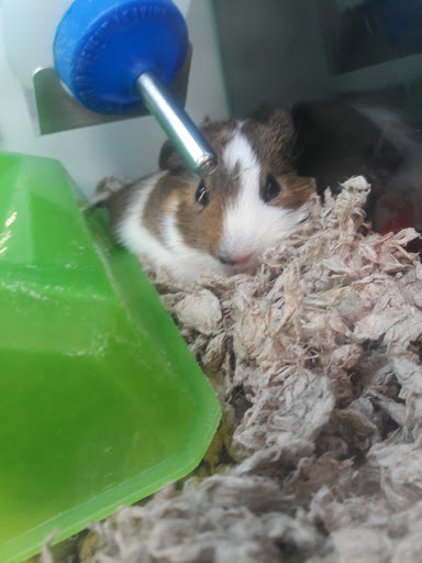 Pet Supply Store «Petco Animal Supplies», reviews and photos, 760 Queen St, Southington, CT 06489, USA