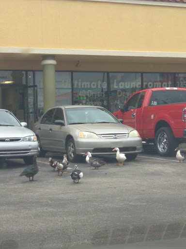 Laundromat «Laundry Express & Cleaner», reviews and photos, 5360 S John Young Pkwy, Orlando, FL 32839, USA