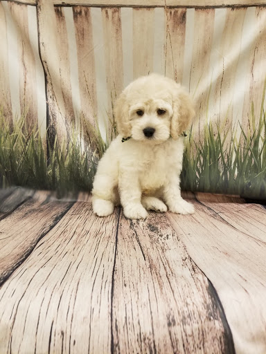 Pet Store «Happiness Is Pets», reviews and photos, 2936 Showplace Dr, Naperville, IL 60564, USA