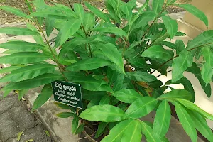 Medicinal Plant Gardens (Ganewatta) image