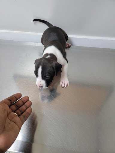 Brush College Animal Hospital image