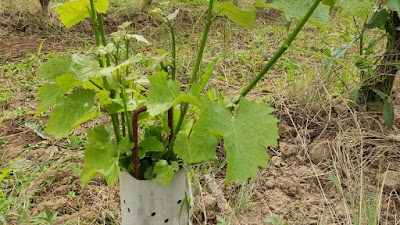 Domaine de Combet à Monbazillac