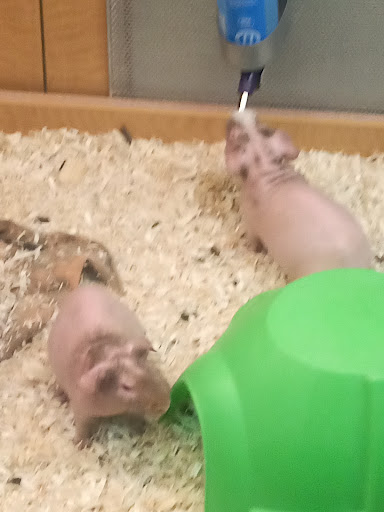 Pet Store «Animal Ark», reviews and photos, 175 S 500 E St, American Fork, UT 84003, USA