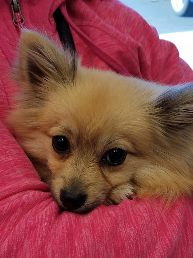 Pet Supply Store «PetSmart», reviews and photos, 157 Levittown Pkwy B, Levittown, PA 19055, USA