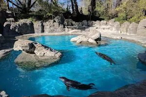 Sea lions image