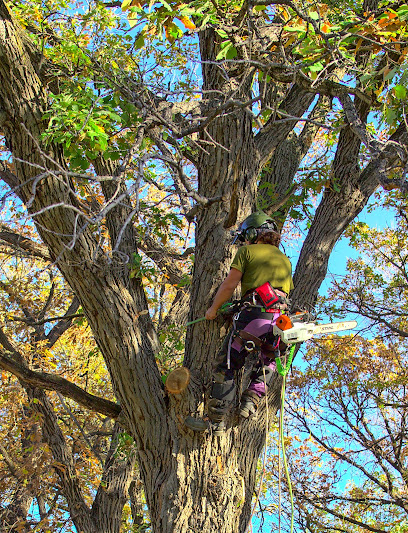 Treebeard's Tree Care