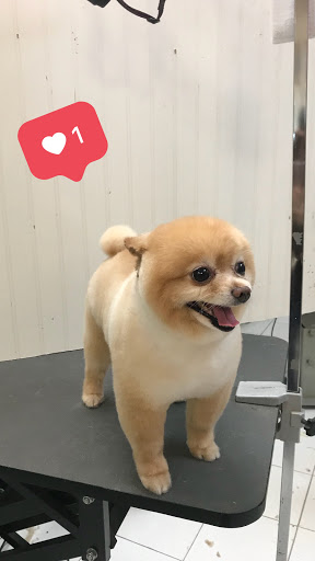 Pet Groomer «Puppies & Grooming», reviews and photos, 28858 S Dixie Hwy, Homestead, FL 33033, USA