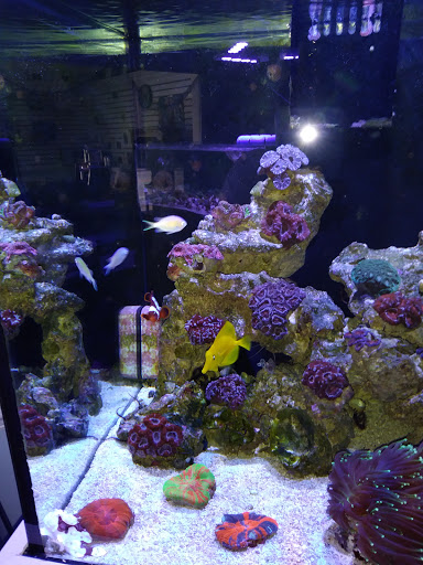 Aquarium «TCCorals Aquarium Service», reviews and photos, 2239 14th Ave, Vero Beach, FL 32960, USA