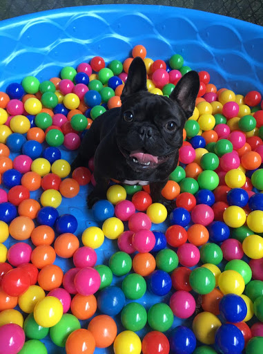 Pine Creek Kennels Pet Resort