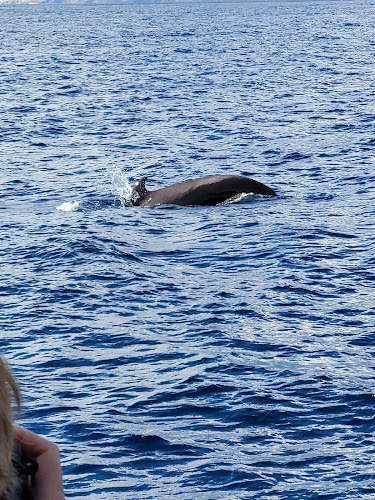 Avaliações doOceanSee Whale Watching em Funchal - Agência de viagens