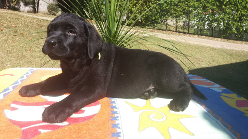 Espaço Canino em Jundiaí - SP