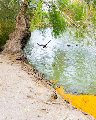 Park «Pendleton Park», reviews and photos, 1427 Morgan Blvd, Harlingen, TX 78550, USA