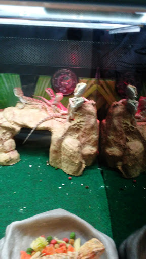 Pet Supply Store «PetSmart», reviews and photos, 2770 FM 365 c, Port Arthur, TX 77640, USA