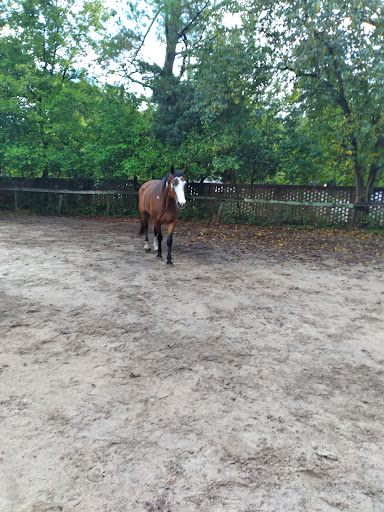 Carolina Equine Clinic image