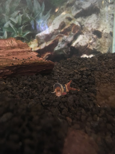 Pet Supply Store «Pet Supplies Plus», reviews and photos, 30450 Lakeshore Blvd, Willowick, OH 44095, USA