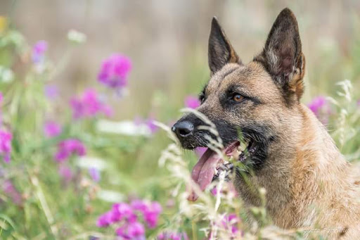 Pet Lebensmittel Helmut Riegel unter Zirndorf, 