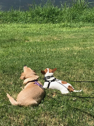 Pet Supply Store «PetSmart», reviews and photos, 30 Malphrus Rd, Bluffton, SC 29910, USA