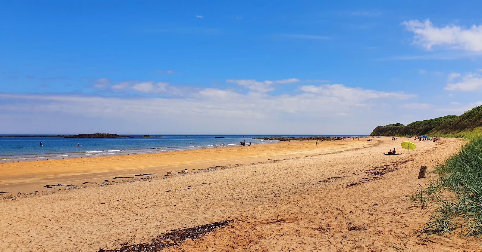 Foto von Seacliff Beach wilde gegend