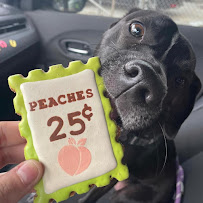 Woof Gang Bakery & Grooming Sandfly - Photo 6 - Car repair in Savannah, GA, Savannah