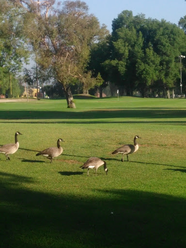 Golf Course «Van Nuys Golf Course», reviews and photos, 6550 Odessa Ave, Van Nuys, CA 91406, USA