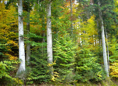 GPF Coopérative Forestière à Saint-Paulien