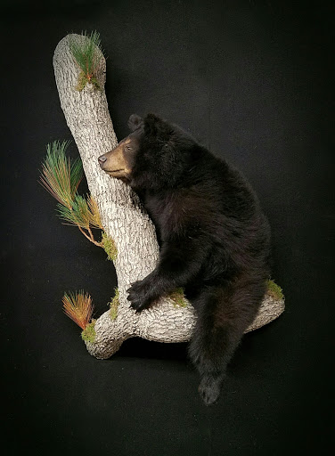 Taxidermist «HighPoint Taxidermy And Outfutters», reviews and photos, 14860 OH-13, Thornville, OH 43076, USA