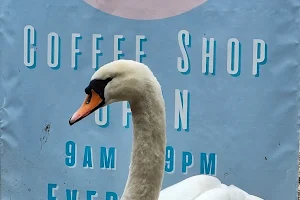 Little Swan image