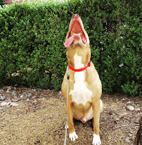 Canine Clubhouse - Photo 4 - Car repair in , Carrollton