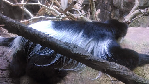 Gift Shop «Minnesota Zoo Gift Shop», reviews and photos, 13000 Zoo Blvd, Apple Valley, MN 55124, USA