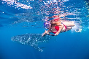 Ningaloo Whaleshark-N-Dive image