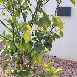 Photo n°3 de l'avis de Daniel.i fait le 24/03/2024 à 17:39 sur le  Villa Totò à Cefalù