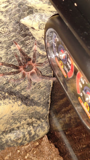 Pet Store «Pet Time», reviews and photos, 3141 W 11th Ave, Eugene, OR 97402, USA