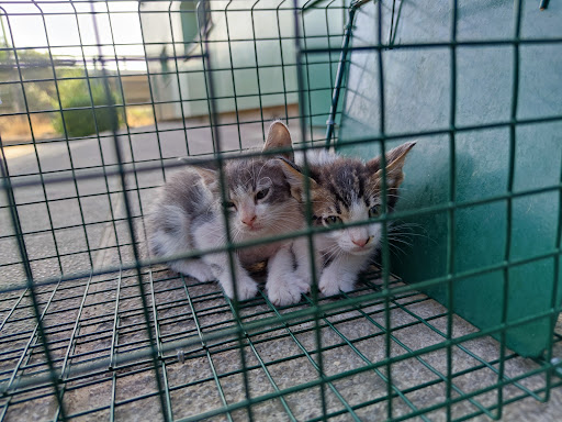 Censos animales domesticos Cordoba