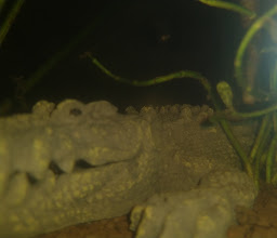 Fish Aquarium and Pet City photo