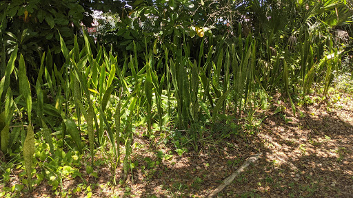 Museum «Indian River Historical Soc», reviews and photos, 1723 Old Dixie Hwy SW, Vero Beach, FL 32962, USA