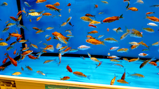 Pet Supply Store «Petco Animal Supplies», reviews and photos, 178 Township Blvd, Camillus, NY 13031, USA