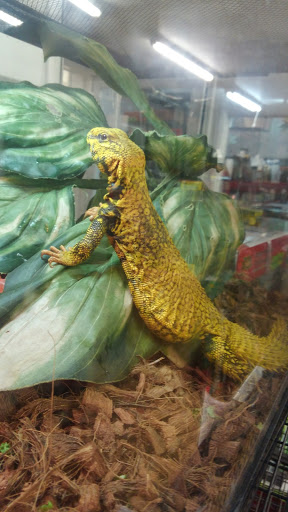 Pet Store «S & S Exotic Animals Inc», reviews and photos, 1711 Connorvale Rd, Houston, TX 77039, USA