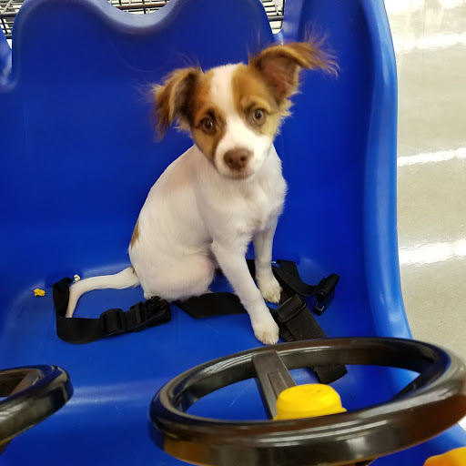 Grocery Store «Lebanon Mega Foods», reviews and photos, 1950 S Main St, Lebanon, OR 97355, USA