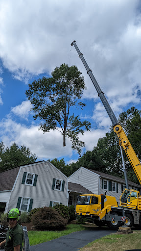 Rayzor's Edge Tree Service