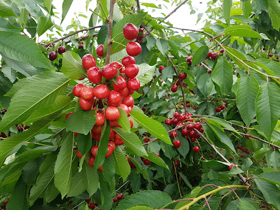 Pick your own farm produce