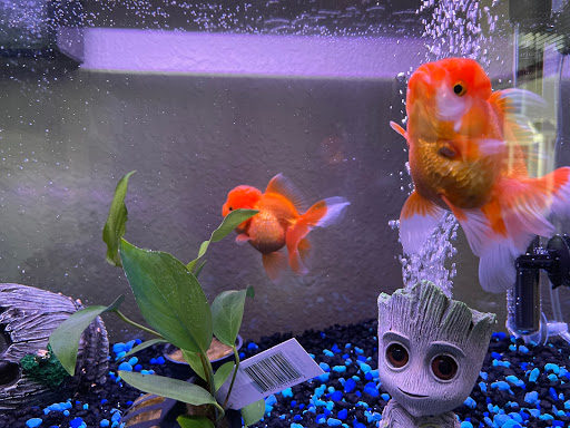 Tropical Fish Store «Golden Fish Aquariums», reviews and photos, 7145 W Colfax Ave, Lakewood, CO 80214, USA